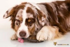 Angebote Hundeleinen Store -Angebote Hundeleinen Store 18001 2589cc2e45bf10 1280x1280