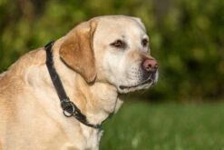 Bellepet Biothane-Halsband Mit Zugstop - Chrom -Angebote Hundeleinen Store AMI 02545cdc5f3b9720b 1280x1280