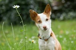 Bellepet Bernsteinkette "Resi" -Angebote Hundeleinen Store AMI 79685ce924fa95dcb 1280x1280