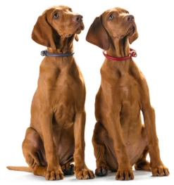 Hunter Halsband Round & Soft Elk -Angebote Hundeleinen Store HunterHalsbandRoundSoftamHund5b0ff3b227889 1280x1280