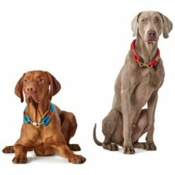 Hunter Halsband Oss Getakelt -Angebote Hundeleinen Store Hunter Halsband Oss Hund 1280x1280