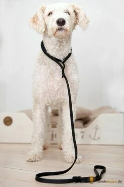 Bellepet Moxonleine / Retrieverleine / Schlupfleine Aus Fettleder - Messing -Angebote Hundeleinen Store Moxonleine Pudel schwarz brand5c59cf32ac2d2 1280x1280