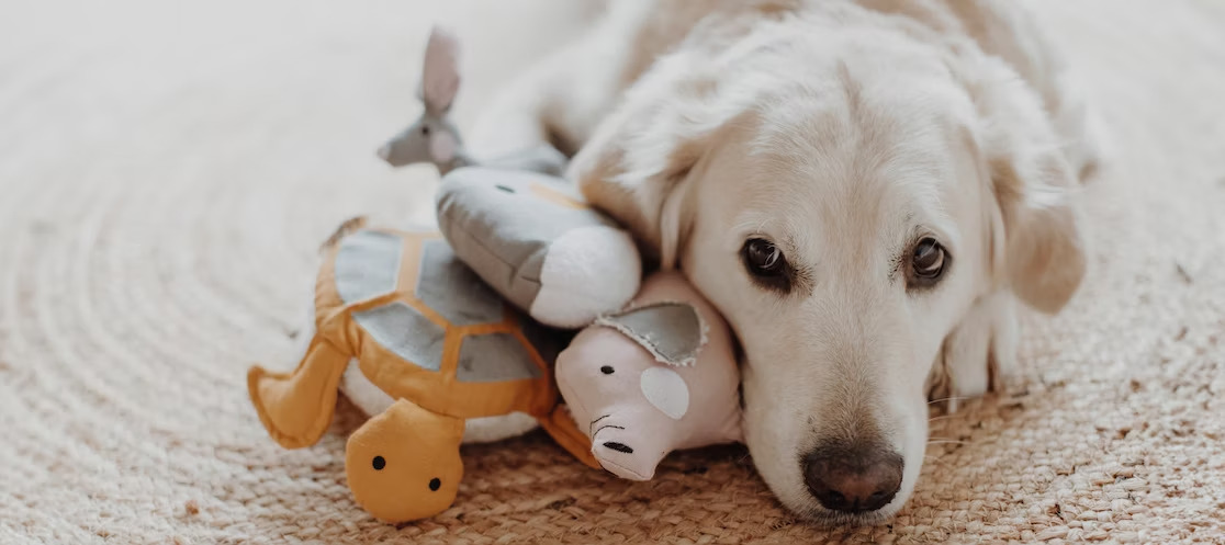 Angebote Hundeleinen Store -Angebote Hundeleinen Store ac5kg p5fhk