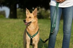 Koch Nylon Hundegeschirr UNI -Angebote Hundeleinen Store geschirruni35bd1ca4ebeae8 1280x1280