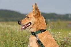 Koch Nylon Hundehalsband Mit Schnalle UNI -Angebote Hundeleinen Store halsbanduni35bd1ca2c3db56 1280x1280