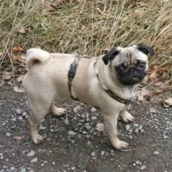 Feltmann - Mopsgeschirr Reflex -Angebote Hundeleinen Store moops4589cc1e892af5 1280x1280