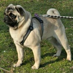 Feltmann - Mopsgeschirr Reflex -Angebote Hundeleinen Store mopsr3589cc1ea03cb0 1280x1280