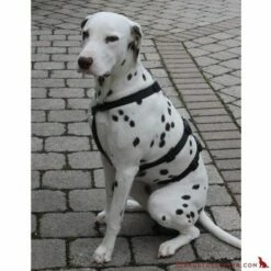 Feltmann - Sicherheitsgeschirr No Exit UNI -Angebote Hundeleinen Store no3589cc1f6cc032 1280x1280