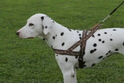 Norwegergeschirr Easy Click Streifen Passend Zu Feltmann Kreuzgeschirren -Angebote Hundeleinen Store norp1057a1e9ecb4d7c 1280x1280