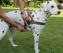 Norwegergeschirr Easy Click Streifen Passend Zu Feltmann Kreuzgeschirren -Angebote Hundeleinen Store norp857a1e9eb49023 1280x1280