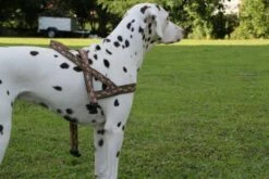 Norwegergeschirr Easy Click UNI Passend Zu Feltmann Kreuzgeschirren -Angebote Hundeleinen Store norp957a1ea019ceda 1280x1280